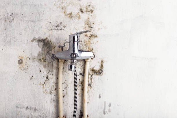 Best Same-Day Mold Removal  in Franklinton, NC