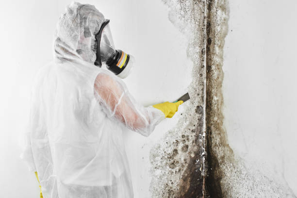 Best Fast Mold Removal  in Franklinton, NC