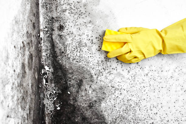 Best Mold Testing  in Franklinton, NC