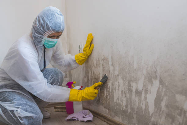 Best Mold Cleaning Services  in Franklinton, NC
