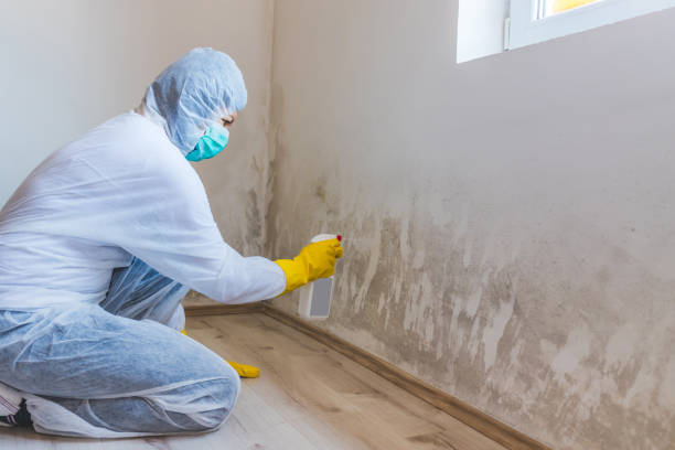 Office Mold Removal Services in Franklinton, NC