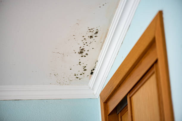 Franklinton, NC Mold Removal Company