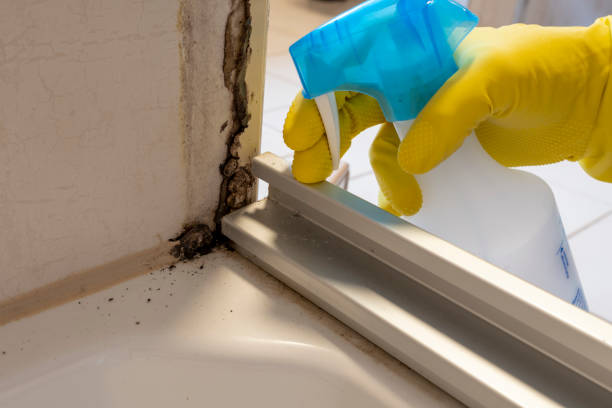 Best Residential Mold Removal  in Franklinton, NC