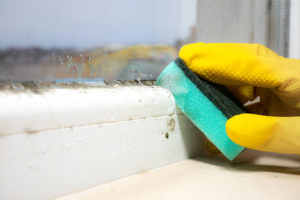 Best Home Mold Removal  in Franklinton, NC
