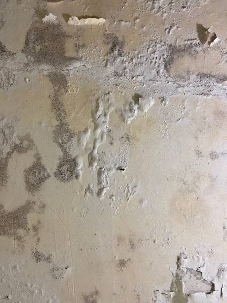 Best Certified Mold Removal  in Franklinton, NC