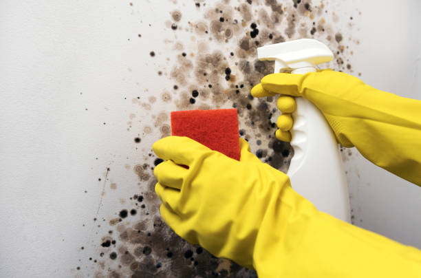 Office Mold Removal Services in Franklinton, NC