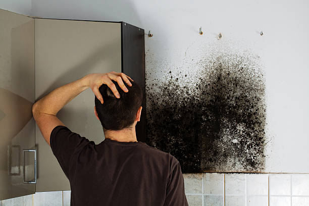 Best Mold Removal Near Me  in Franklinton, NC