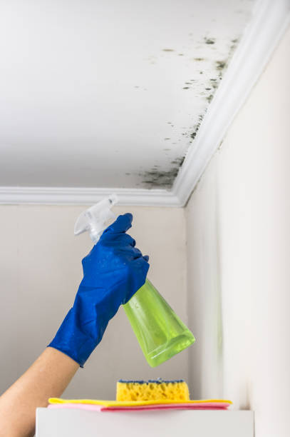 Best Local Mold Removal Service  in Franklinton, NC