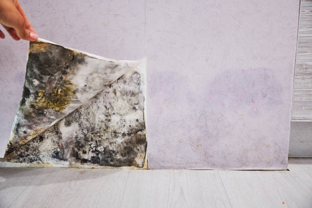 Best Commercial Mold Removal  in Franklinton, NC